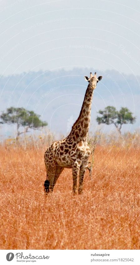 safari giraffe Vacation & Travel Adventure Far-off places Safari Expedition Camping Summer Environment Nature Landscape Animal Earth Sky Drought Meadow Hill