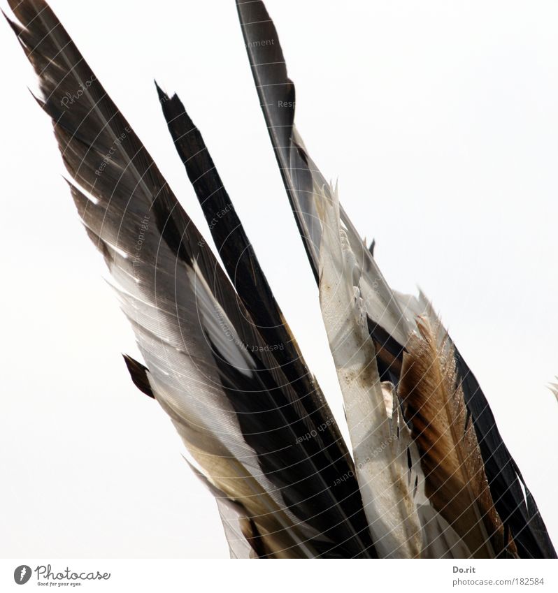 SPO|09 The feather decoration of the Squaw Nature Accessory Jewellery Esthetic Brown Gray White Contentment Feather Feather headdress Native Americans squaw