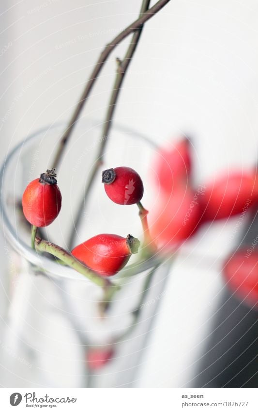 Dancing Rosehips Design Exotic Life Harmonious Decoration Environment Nature Autumn Plant Rose hip Berries Twigs and branches Bouquet Glass Hip & trendy Modern