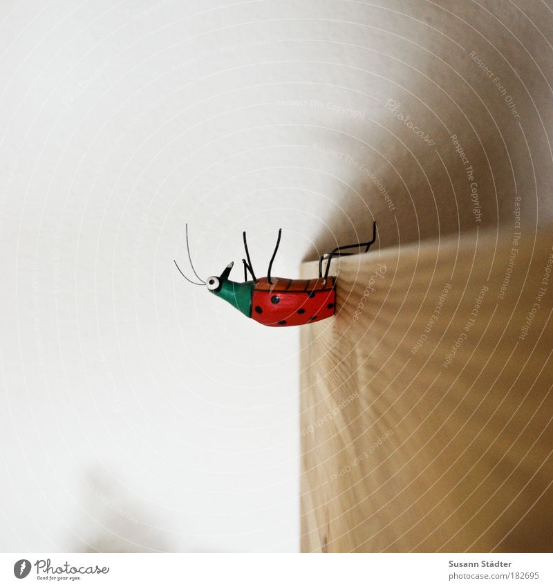 bow Beetle Petting zoo Sit Error Point Ladybird Feeler Wire Wood Table Ingrain wallpaper bugs Wall (barrier) Stomach muscles Multicoloured Detail Long shot