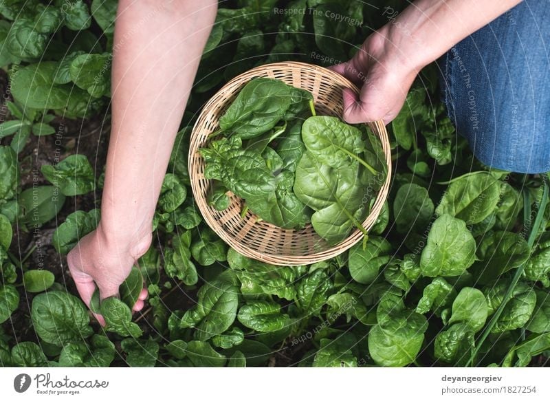 Picking spinach in a home garden Vegetable Garden Gardening Hand Nature Landscape Plant Leaf Growth Fresh Natural Green Spinach Organic picking Farm healthy