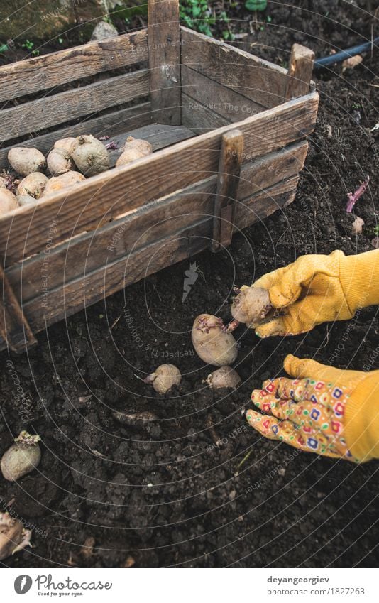 Planting potatoes in small bio garden Vegetable Garden Gardening Nature Earth Growth Fresh Natural Potatoes seed food Organic Crate agriculture spring Root