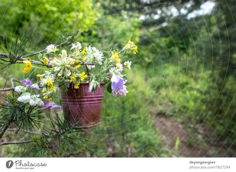 Bucket with wildflowers in the forest Beautiful Summer Woman Adults Nature Flower Blossom Meadow Bouquet Bright Wild Green Hold Beauty Photography background