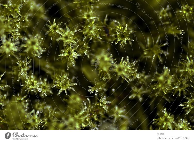 moss stars Colour photo Subdued colour Exterior shot Close-up Detail Macro (Extreme close-up) Deserted Morning Day Environment Nature Landscape Water Autumn