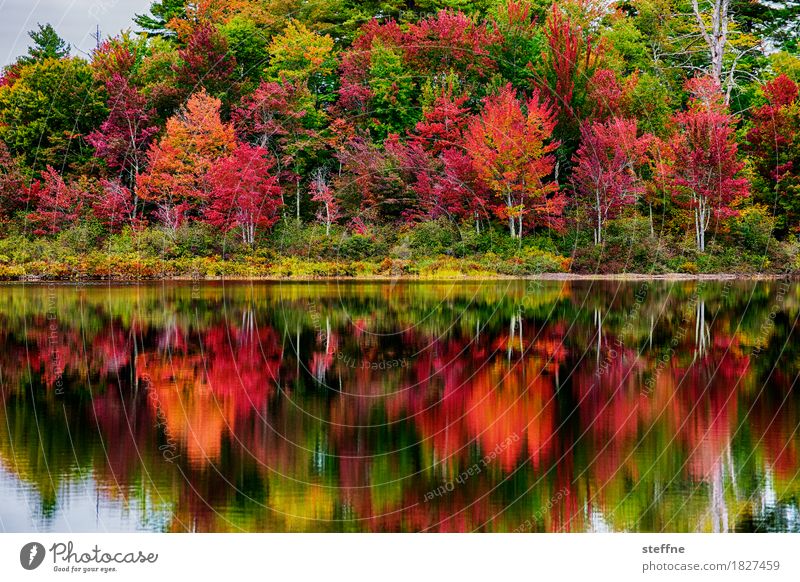 Blushed Nature Landscape Plant Autumn Tree Exceptional Indian Summer New England Maine Leaf canopy Colouring Reflection Idyll Maple tree Colour photo