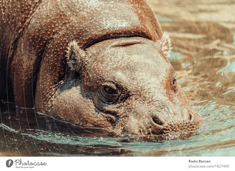 Common Hippopotamus (Hippopotamus Amphibius) In Africa Environment Nature Animal Water Summer River Wild animal Animal face 1 Swimming & Bathing Aggression