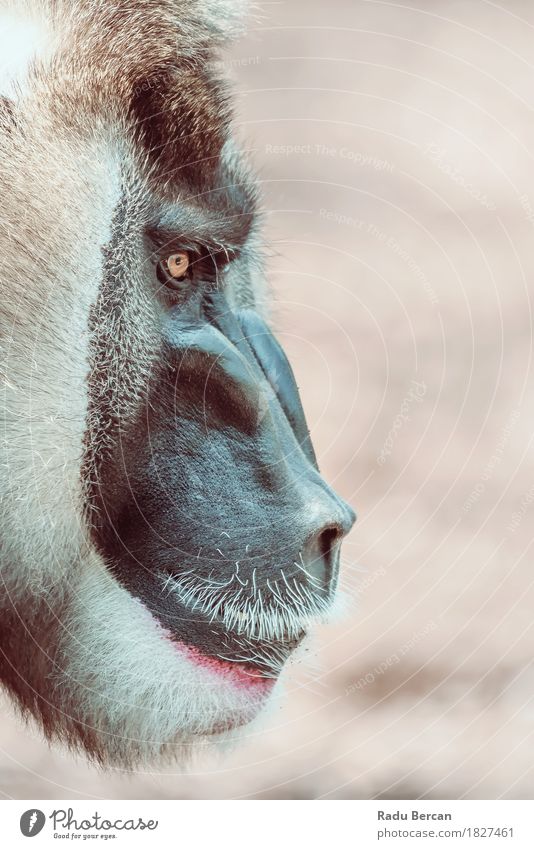 Drill Monkey (Mandrillus Leucophaeus) Portrait Nature Animal Wild animal Animal face 1 Observe Looking Aggression Threat Muscular Natural Strong Anger Brown