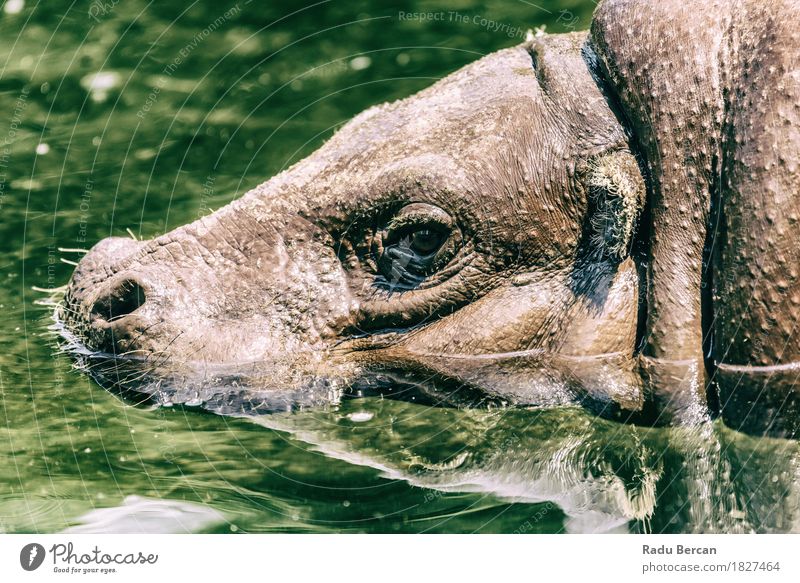 Common Hippopotamus (Hippopotamus Amphibius) In Africa Nature Animal Water River Wild animal Animal face 1 Breathe Swimming & Bathing Large Wet Natural Strong