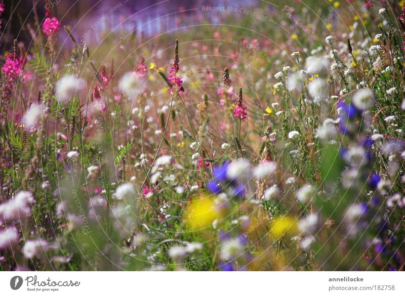 in the middle of Berlin Colour photo Exterior shot Close-up Deserted Day Trip Summer vacation Environment Nature Landscape Plant Flower Grass Leaf Blossom