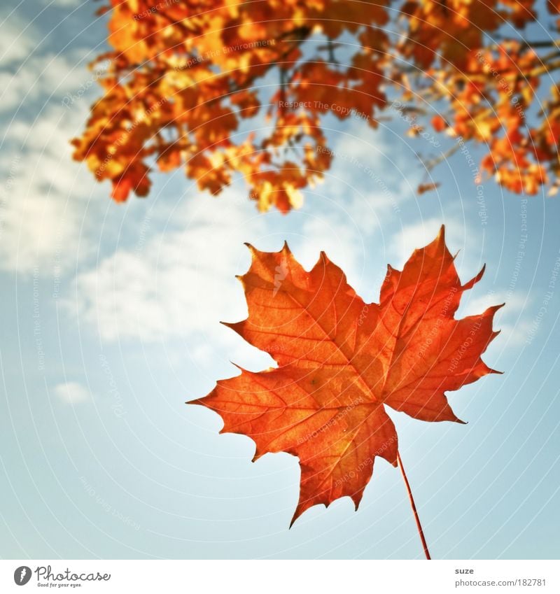 title page Nature Plant Sky Autumn Weather Beautiful weather Leaf Old To fall Esthetic Time Autumn leaves Autumnal Seasons Colouring Orange Early fall October