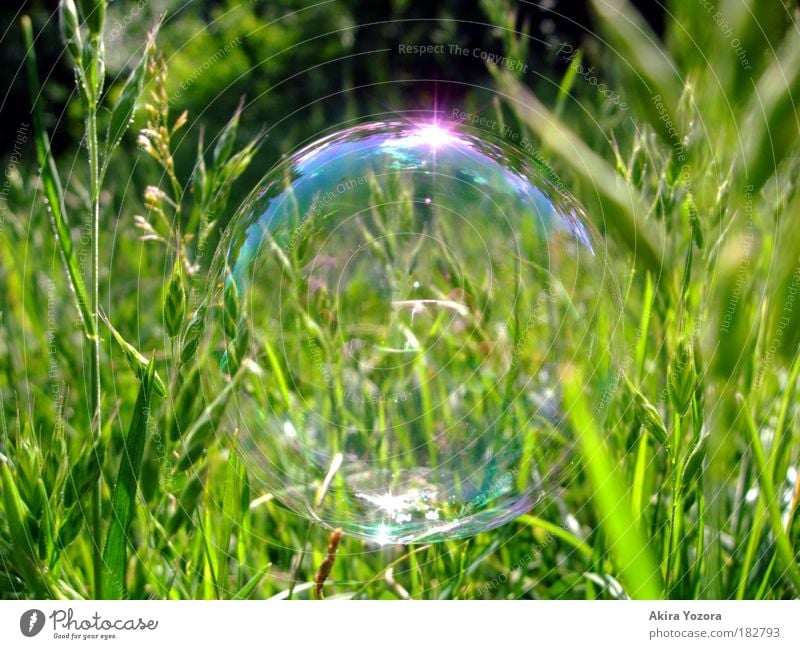 In the wild Colour photo Exterior shot Close-up Deserted Day Light Reflection Sunlight Sunbeam Joy Leisure and hobbies Nature Summer Grass Meadow Discover
