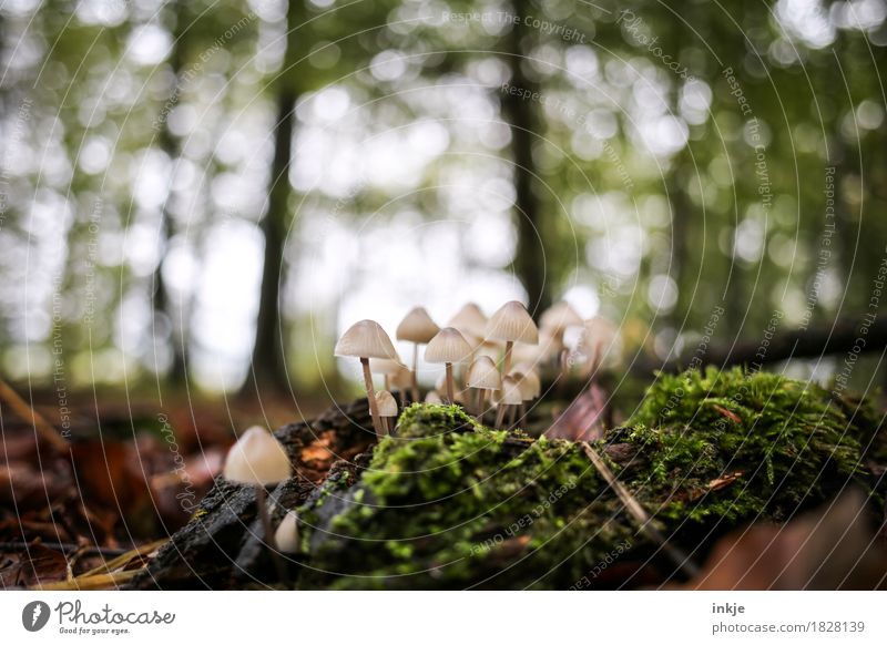 helmets Nature Plant Animal Autumn Beautiful weather Tree Moss Forest Woodground Mushroom Blur Growth Small Juicy Many Green Multiple Colour photo Exterior shot