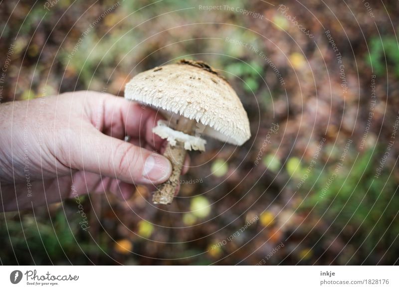 Giant Umbrella Nutrition Leisure and hobbies Mushroom picker Man Adults Life Hand Nature Autumn edible mushroom To hold on Brown Edible Find Search Colour photo