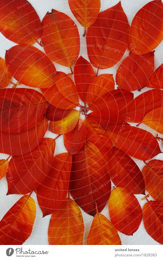 AK# Autumn and its leaves III Art Work of art Esthetic Symmetry Red Orange Colour Play of colours Colour palette Color gradient Leaf Deciduous tree Autumnal