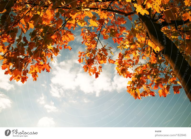 coloured paper Environment Nature Plant Sky Autumn Beautiful weather Tree Leaf Old Esthetic Gold Time Autumn leaves Autumnal Seasons Colouring Tree trunk