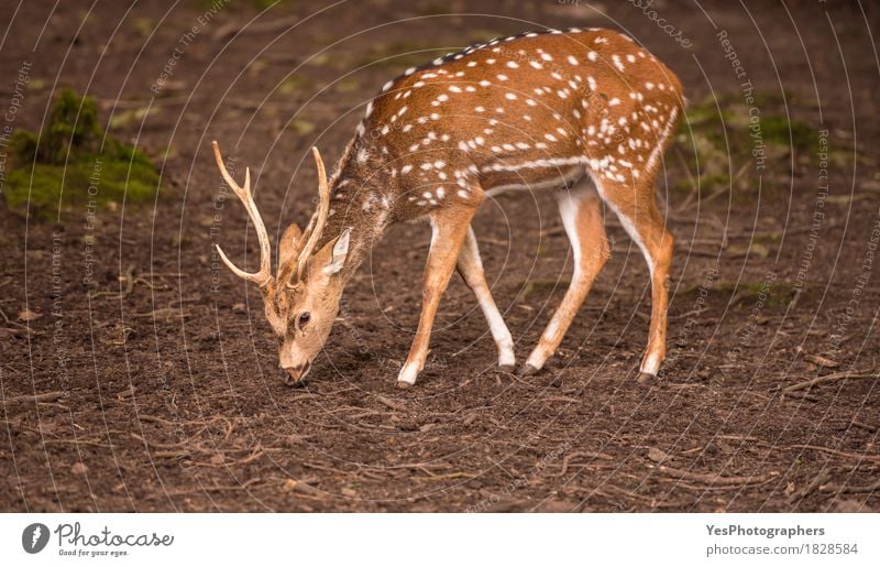 Young axis deer male searching food on ground Nature Animal Park Feeding Elegant Wild Brown Yellow Cervical vertebra Buck Spotted deer Deer Point dotted furry