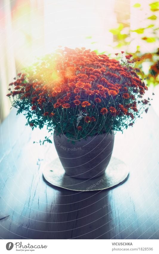 Flowers in a vase on the table Lifestyle Style Design Living or residing Flat (apartment) Interior design Decoration Table Nature Plant Leaf Blossom Bouquet