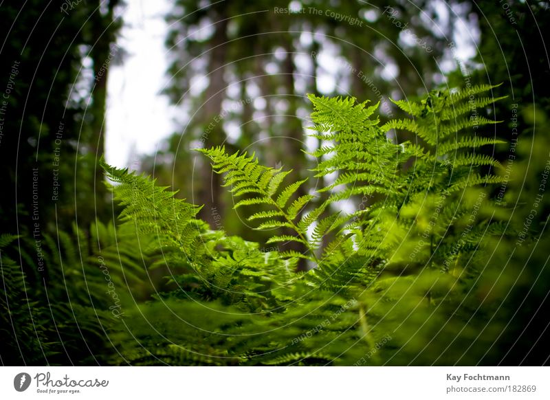 green ;) Nature Plant Summer Fern Forest Green Beautiful Colour photo Exterior shot Close-up Deserted Day Shallow depth of field Worm's-eye view