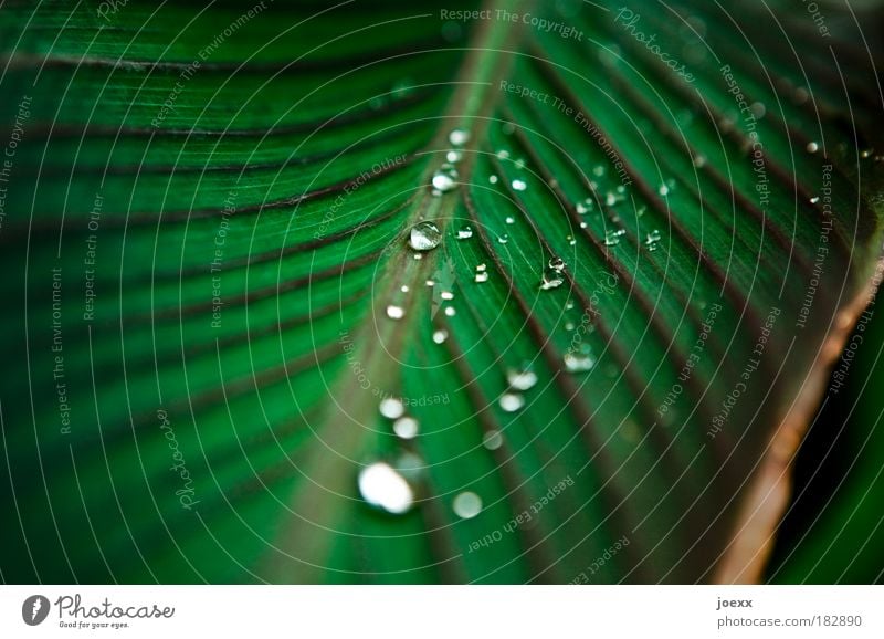 nano Colour photo Macro (Extreme close-up) Copy Space left Copy Space top Day Reflection Shallow depth of field Nature Rain Plant Foliage plant Esthetic Green