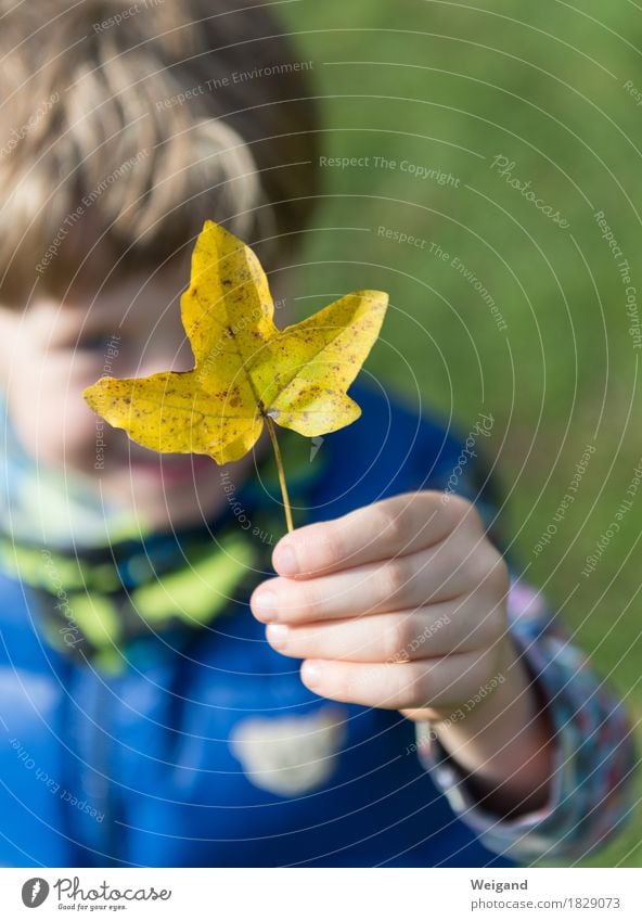 GOLD TREASURE Parenting Kindergarten Child Human being Boy (child) Hand 3 - 8 years Infancy To hold on Autumn Leaf Yellow Nature Family & Relations Colour photo