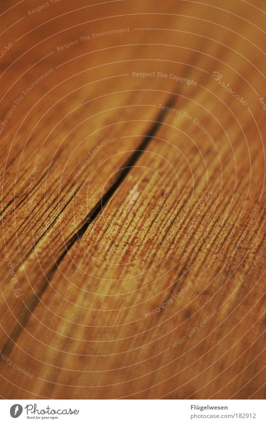 Dried palm leaf Colour photo Interior shot Shallow depth of field Lifestyle Beautiful Art Plant Tree Exotic Breathe Sustainability Enthusiasm Contentment