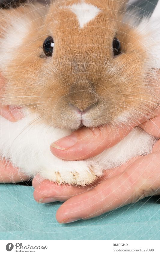 Manicure for the bunny Personal hygiene Healthy Well-being Leisure and hobbies Veterinarian Animal Pet Animal face Pelt Claw Paw Hare & Rabbit & Bunny