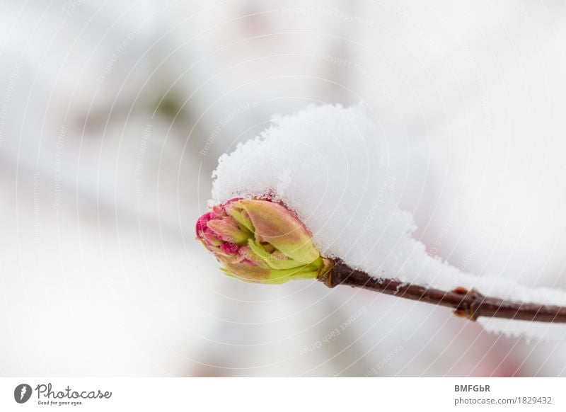 Bud with snow bonnet Environment Nature Landscape Plant Spring Winter Climate Climate change Weather Bad weather Storm Ice Frost Snow Tree Blossom Spring fever
