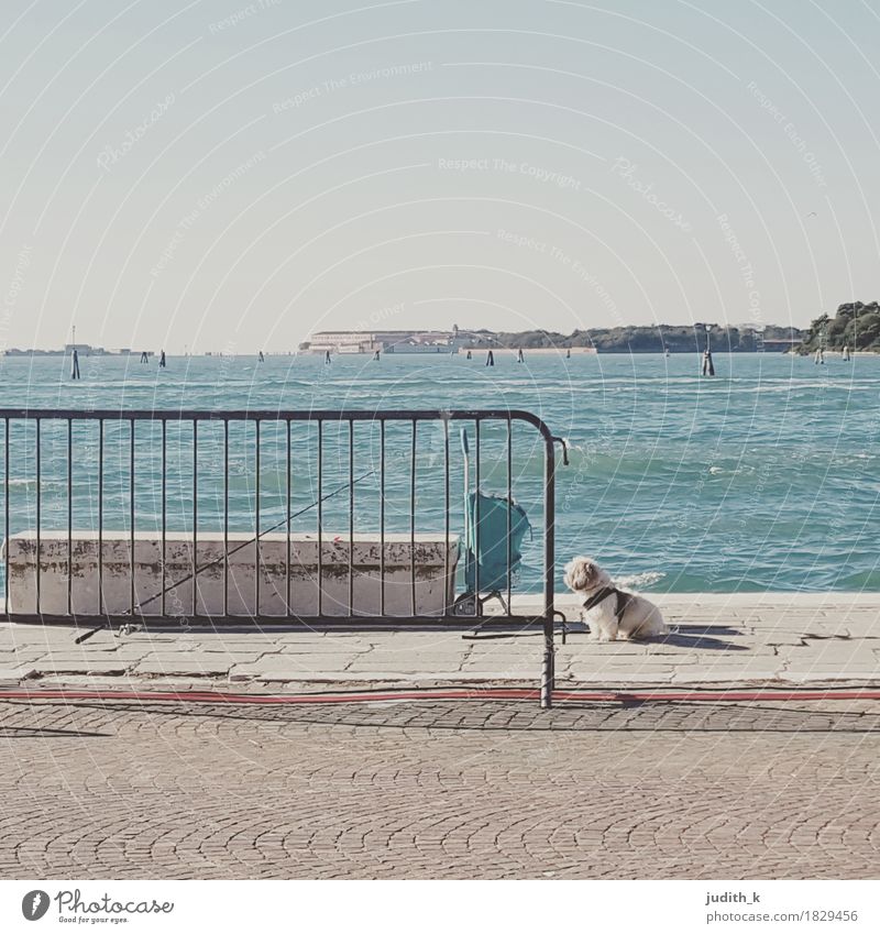 ... waiting for ... Fishing (Angle) Far-off places Ocean Water Sky Cloudless sky Lakeside River bank Venice Italy Europe Town Animal Dog 1 Dream Love of animals