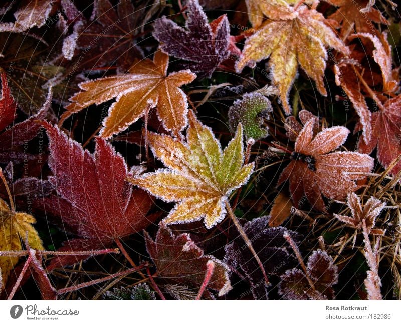 frost Nature Plant Autumn Ice Frost Leaf Park Meadow Freeze To dry up Natural Soft Multicoloured Yellow Red Warm-heartedness Calm Cold Life Transience Change