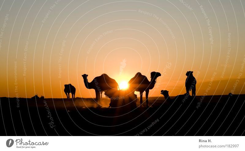 closing time Tourism Man Adults Sky Horizon Desert Dromedary Camel Camel driver Group of animals Work and employment Poverty Esthetic Authentic Simple Yellow