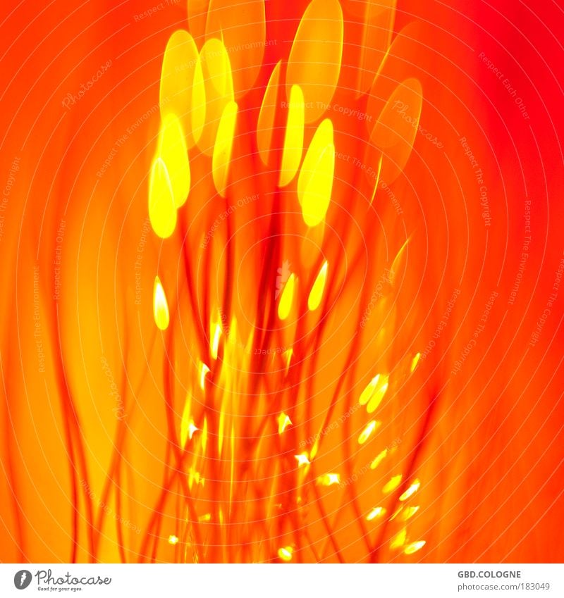 firelight Colour photo Multicoloured Interior shot Studio shot Close-up Detail Macro (Extreme close-up) Experimental Abstract Deserted Copy Space right
