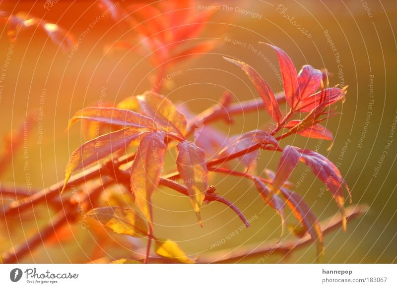 red light Colour photo Exterior shot Close-up Twilight Sunlight Nature Plant Tree Leaf Breathe Red Idyll