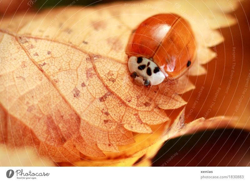 Ladybird in autumn on yellow leaf Leaf Autumn Beetle Grand piano 1 Animal Brown Red Happy Animal portrait Teeth Nature Macro (Extreme close-up) xenias Crawl