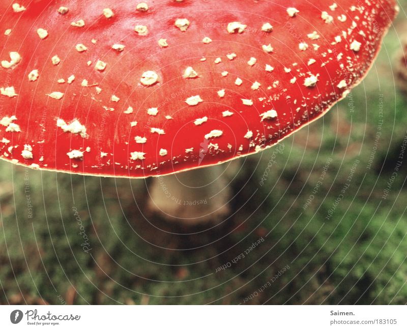 like in a fairy tale Colour photo Subdued colour Exterior shot Day Light Shadow Contrast Nature Plant Mushroom Amanita mushroom Moss Meadow Blossoming Discover