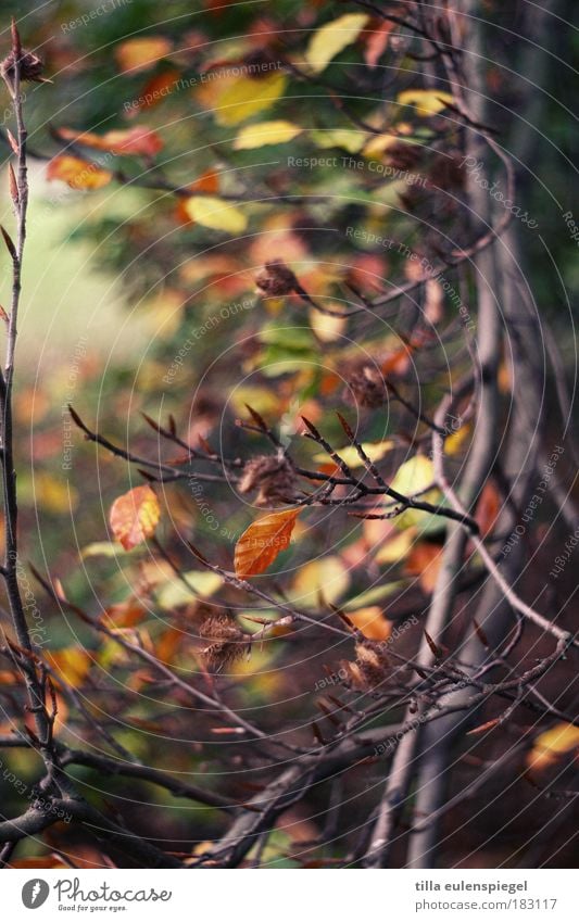 variegated Colour photo Exterior shot Pattern Deserted Copy Space middle Shallow depth of field Environment Nature Autumn Tree Leaf Park Old Faded Natural