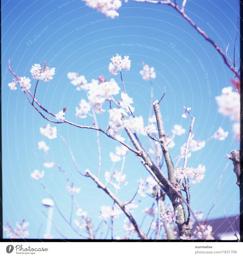 spring breeze Style Joy Garden Art Nature Plant Animal Sky Cloudless sky Spring Tree Blossom Blossoming Illuminate Growth Esthetic Exceptional Fantastic