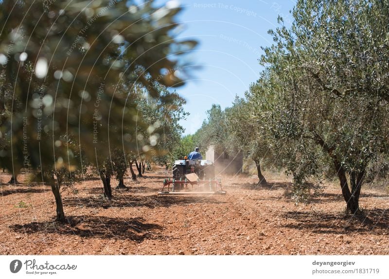 Tractor and olive trees. Vegetable Work and employment Profession Industry Machinery Nature Landscape Plant Tree Grass Vehicle Natural Green oil agriculture