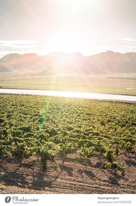 Vineyards at sunset Fruit Sun Industry Technology Nature Plant Earth Leaf River Growth Wet Green Irrigation canal penstock Sunset Ray tab water wine Valley