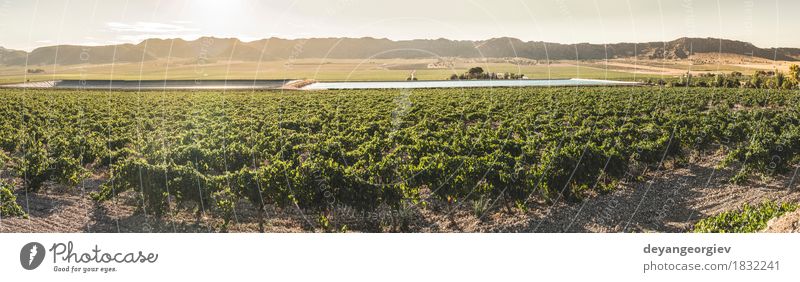 Vineyards at sunset Fruit Industry Technology Nature Plant Earth Leaf River Growth Wet Green Irrigation canal penstock tab water wine Valley agriculture slopes