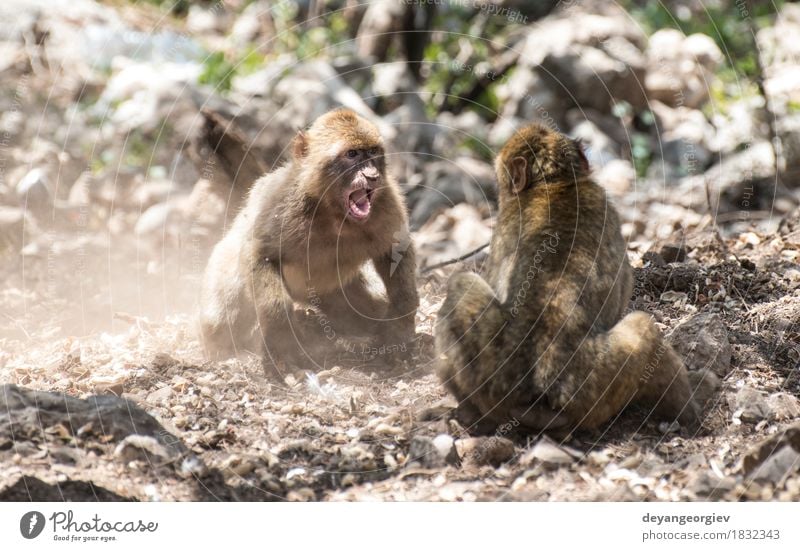 Barbary macaques who fight Happy Playing Nature Animal Earth Tree Forest Virgin forest Small Funny Cute Wild Monkeys Boxing wildlife primate Squirrel Mammal