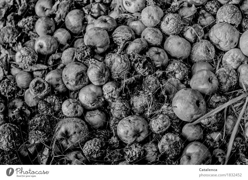 Trash 2016 | everything must go. Fallen fruit. Apples rot Nature Plant Winter Garden Old Faded Disgust Hideous Wet naturally Trashy Soft Gray Black White Moody