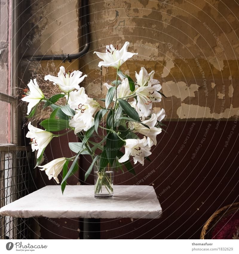 lilies, vase, old wall Interior design Decoration Table Room Staircase (Hallway) Funeral service Still Life Plant Flower Blossom Lily Architecture