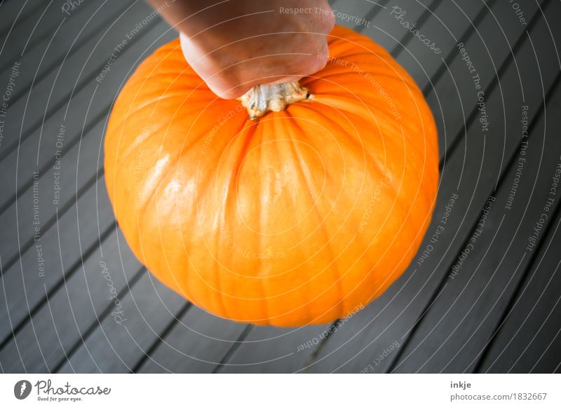 pumpkin Pumpkin Heavy Orange Large Pumpkin time Harvest Healthy Eating Vegetable Lift Round Autumn Fresh Lush
