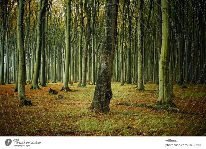 Ghost forest Nienhagen with beeches Forest Beech wood beech tribes Deciduous forest Nature Autumnal Colour photo Exterior shot