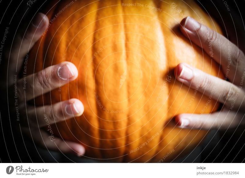 pumpkin Pumpkin Pumpkin time Nutrition Thanksgiving Hallowe'en Child Young woman Youth (Young adults) Infancy Life Hand Fingers 1 Human being To hold on