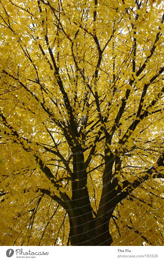 Tree in fall with yellow leaves Colour photo Exterior shot Deserted Day Worm's-eye view Nature Plant Autumn Weather Forest Outskirts Dream Brown Yellow Emotions
