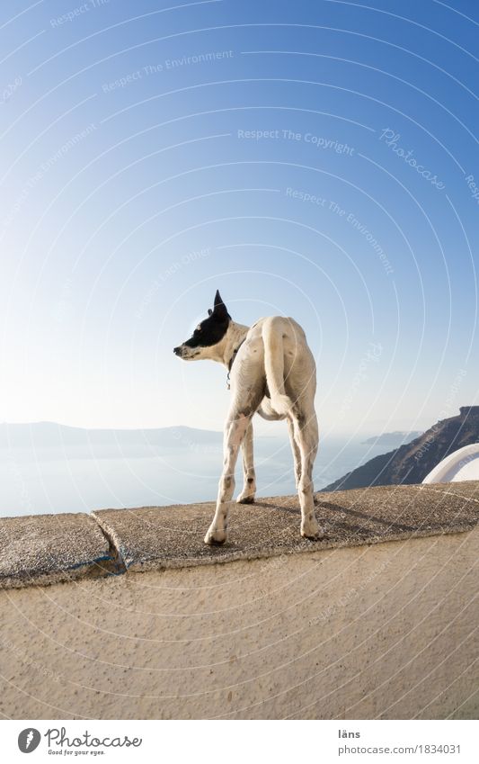 sovereignty over the air Santorini Dog Wall (barrier) Sky Cloudless sky Bird's-eye view Review