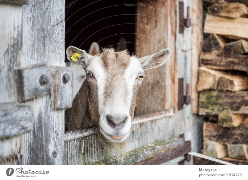 Goat in stable Animal Farm animal Animal face 1 Looking Colour photo Exterior shot Deserted Copy Space left Copy Space right Day Animal portrait