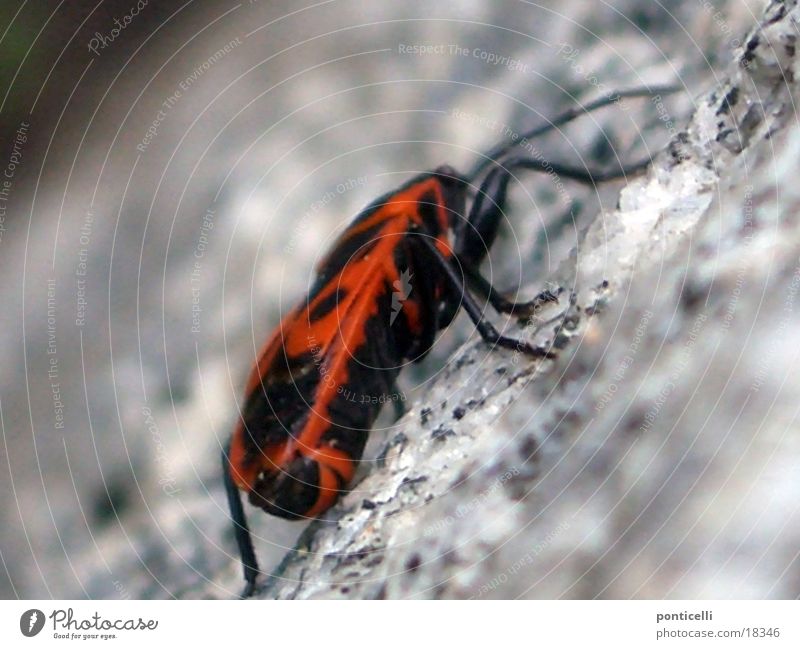 firebugs Animal Blur Macro (Extreme close-up) Close-up Beetle Blaze Garden Stone