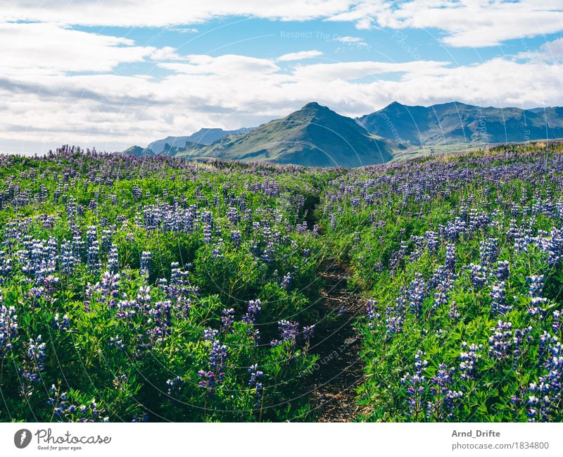 Iceland - Lupines Vacation & Travel Tourism Trip Adventure Far-off places Summer Island Nature Landscape Plant Earth Sky Clouds Beautiful weather Bushes